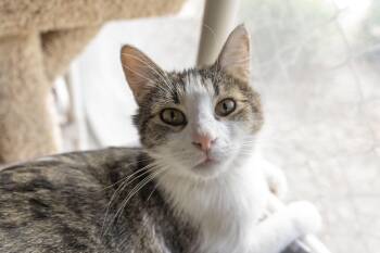 Gary -  Domestic Short Hair Cat for Adoption in Boise, Idaho - Gary | PetCurious