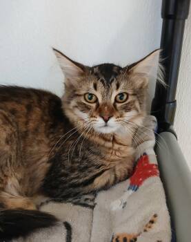 Max -  Tabby and Domestic Long Hair Cat for Adoption in Bay City, Michigan - Max | PetCurious