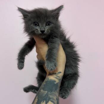 Dandelion -  Russian Blue and Domestic Long Hair Cat for Adoption in Webster, Texas - Dandelion | PetCurious