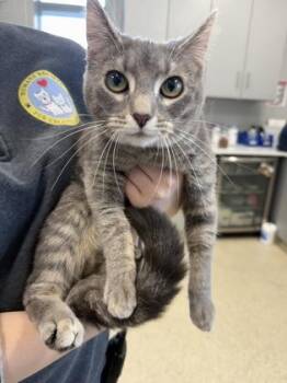 Domestic Short Hair Cats Available for Adoption in Lafayette, Indiana - Pepa | PetCurious