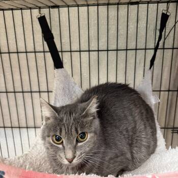 Priscilla -  Domestic Short Hair Cat Available for Adoption in Hudson, New York - Priscilla | PetCurious