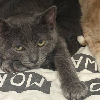 Listerine -  Domestic Short Hair Cat for Adoption in East Hanover, New Jersey - Listerine | PetCurious