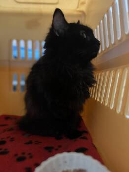 Rescue Domestic Long Hair Cats for Adoption in North Bergen, New Jersey - Alexie | PetCurious