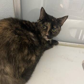 Pluto -  Domestic Short Hair Cat for Adoption in Binghamton, New York - Pluto | PetCurious