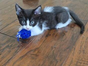 SPOTTY SPOT -  Domestic Short Hair Cat for Adoption in Camarillo, California - SPOTTY SPOT | PetCurious