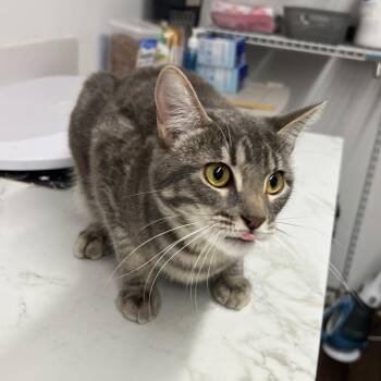 Domestic Short Hair Cats Available for Adoption in St. Louis, Missouri - Corona | PetCurious
