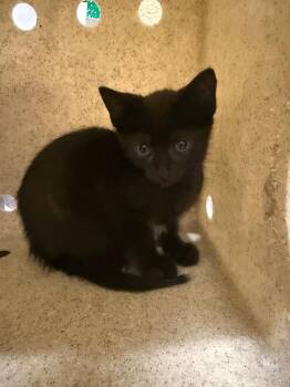 Trooper -  Domestic Short Hair Cat for Adoption in Douglasville, Georgia - Trooper | PetCurious
