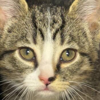 Domestic Short Hair Cats Available for Adoption - Sun Cruiser | PetCurious
