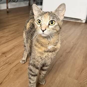 Minu - Gentle Little Lovebug -  Domestic Short Hair Cat for Adoption in New York, New York - Minu - Gentle Little Lovebug | PetCurious
