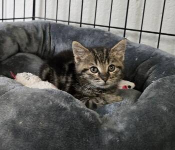 Chapstick -  Domestic Short Hair Cat for Adoption in Cincinnati, Ohio - Chapstick | PetCurious