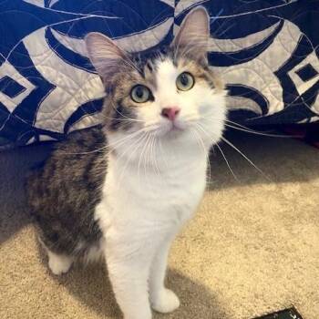 Logan - in Foster -  Domestic Long Hair Cat for Adoption in Grand Rapids, Michigan - Logan - In Foster | PetCurious