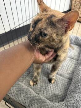 MEEKA -  American Shorthair Cat for Adoption in Killeen, Texas - MEEKA | PetCurious