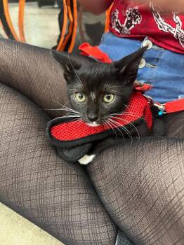 Butterscotch -  Domestic Short Hair Cat for Adoption in Randolph, Massachusetts - Butterscotch | PetCurious