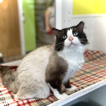 Clovis -  Domestic Medium Hair and Siamese Cat for Adoption in Estherville, Iowa - Clovis | PetCurious