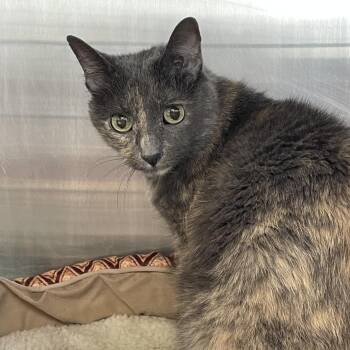Domestic Short Hair Cats Available for Adoption in Spokane, Washington - Penelope | PetCurious