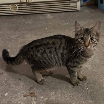 Ravioli -  Domestic Short Hair Cat for Adoption in Edwardsville, Illinois - Ravioli | PetCurious