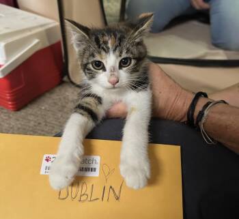DUBLIN -  Domestic Short Hair Cat for Adoption in Ben Avon, Pennsylvania - DUBLIN | PetCurious