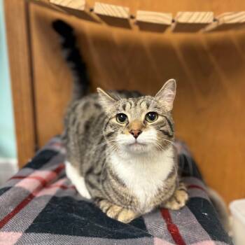 Rescue Domestic Short Hair Cats for Adoption in Fargo, North Dakota - Thriller | PetCurious