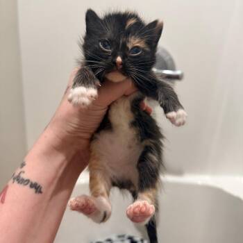 Connie -  Domestic Short Hair Cat for Adoption in Inman, South Carolina - Connie | PetCurious
