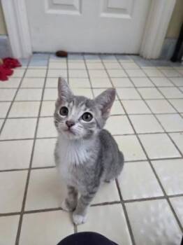 South Carolina -  Domestic Short Hair Cat for Adoption in Pleasanton, California - South Carolina | PetCurious