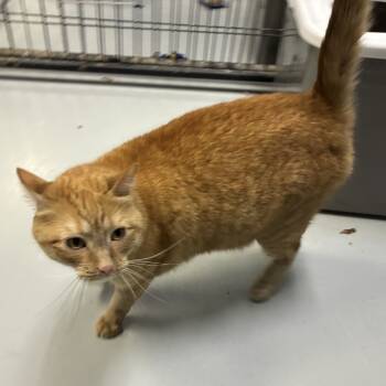 Rescue Domestic Short Hair Cats for Adoption in Carroll, Iowa - Arlo | PetCurious