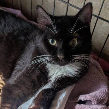 Domestic Short Hair Cats Available for Adoption in Carmel, Indiana - Patchy | PetCurious