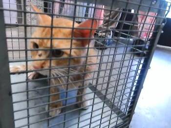TIMMY -  Domestic Short Hair Cat Available for Adoption in Tulsa, Oklahoma - TIMMY | PetCurious