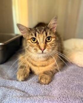 Fluffy -  Domestic Short Hair Cat for Adoption in Disputanta, Virginia - Fluffy | PetCurious