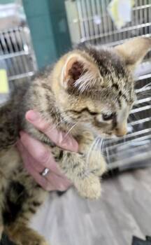 Garlic (TAS 1) -  Domestic Short Hair Cat for Adoption in Trenton, New Jersey - Garlic (TAS 1) | PetCurious