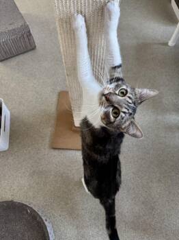 Domestic Short Hair Cats Available for Adoption - Sammy | PetCurious