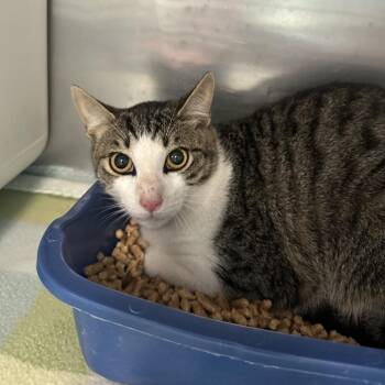 Domestic Short Hair Cats Available for Adoption in Titusville, Florida - Rambo | PetCurious