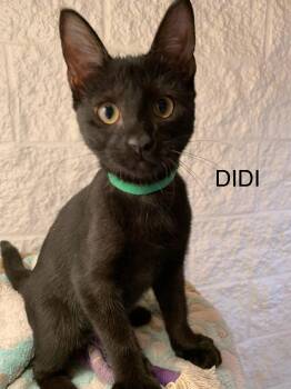 Didi -  Domestic Short Hair Cat for Adoption in Saint Charles, Missouri - Didi | PetCurious