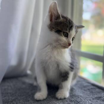 Terrance -  Domestic Short Hair Cat for Adoption in Mebane, North Carolina - Terrance | PetCurious