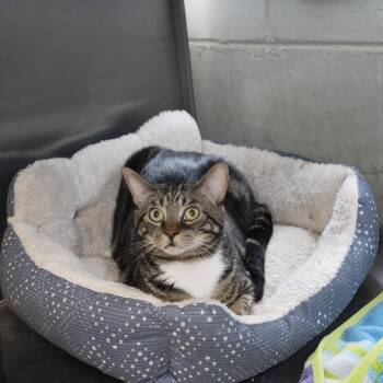 Domestic Short Hair Cats Available for Adoption in Old Bridge, New Jersey - Quartz | PetCurious