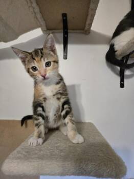 Teramisu -  Domestic Short Hair Cat for Adoption in Plymouth, Michigan - Teramisu | PetCurious