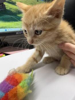 Riley (Sassy K3) -  Domestic Short Hair Cat for Adoption in Pahrump, Nevada - Riley (Sassy K3) | PetCurious