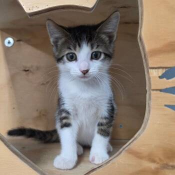 Barrette -  Domestic Short Hair Cat for Adoption in Pontiac, Illinois - Barrette | PetCurious