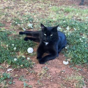 Domestic Short Hair Cats Available for Adoption in Lynchburg, Virginia - Saja "Saja Boy" | PetCurious