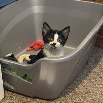Panda Bear -  Domestic Short Hair Cat for Adoption in Matteson, Illinois - Panda Bear | PetCurious