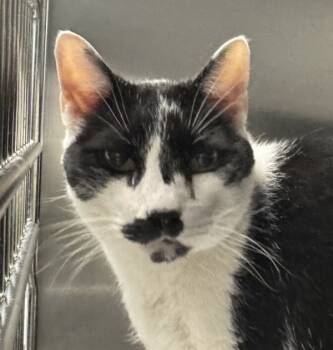 Rescue Domestic Short Hair Cats for Adoption in Golden, Colorado - Reggie | PetCurious