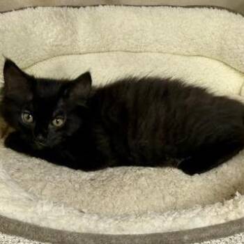 Squeeza -  American Shorthair Cat for Adoption in Lake Jackson, Texas - Squeeza | PetCurious