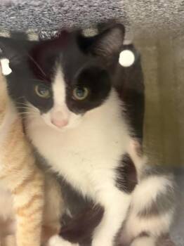 Captain -  Domestic Short Hair Cat for Adoption in Greenfield, Indiana - Captain | PetCurious