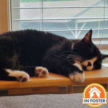 Barbra -  Domestic Short Hair Cat for Adoption in Merriam, Kansas - Barbra | PetCurious