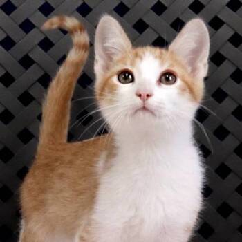 Rescue Domestic Short Hair Cats for Adoption in Fort Davis, Texas - Freddy | PetCurious