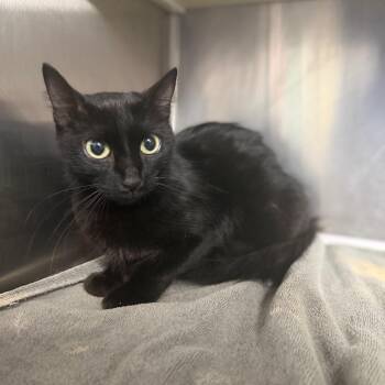Parton -  Domestic Medium Hair Cat for Adoption in Starkville, Mississippi - Parton | PetCurious