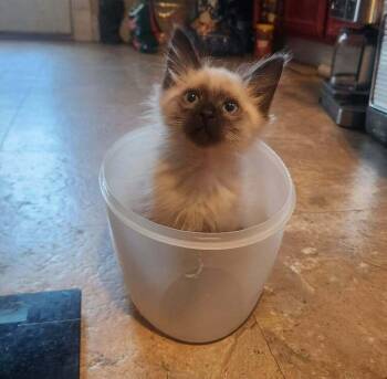 Tusk -  Himalayan and Domestic Medium Hair Cat for Adoption in Candler, North Carolina - Tusk | PetCurious