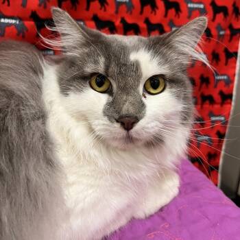 Miss Willow -  Domestic Short Hair Cat for Adoption in Washburn, Missouri - Miss Willow | PetCurious