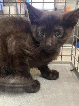 HAVANA -  Domestic Short Hair Cat for Adoption in Las Vegas, Nevada - HAVANA | PetCurious