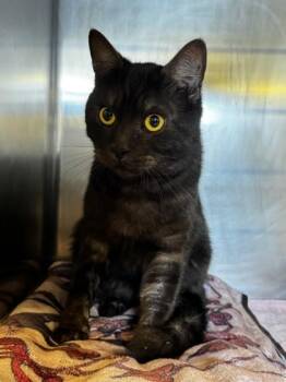 Domestic Short Hair Cats Available for Adoption in Roseville, California - Chompy | PetCurious