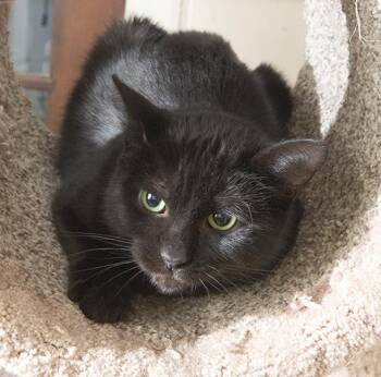 Rescue Domestic Short Hair Cats for Adoption in Chicago, Illinois - Doppel | PetCurious